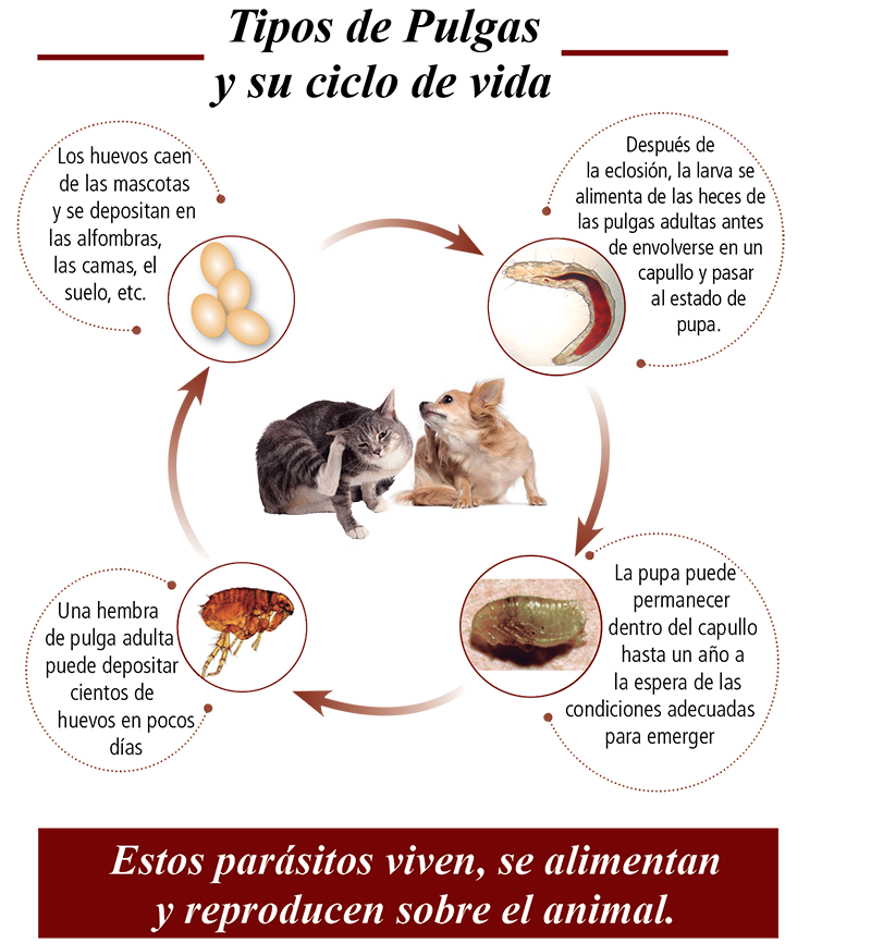 Hemobartonelosis Felina - Anemia Infecciosa | Zooplies