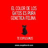 Gatos de 3 colores, genetica felina